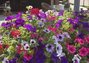 zonnig-terras-cafe-restaurant-baan-geesteren-bij-borculo-lochem-barchem-ruurlo-berkelland-diepenheim
